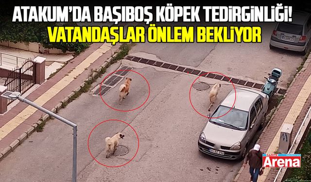 Atakum’da başıboş köpek tedirginliği! Vatandaşlar önlem bekliyor