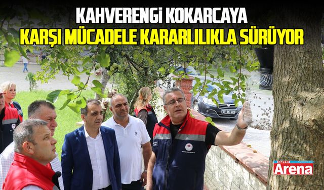 Samsun'da kahverengi kokarcaya karşı mücadele kararlılıkla sürüyor