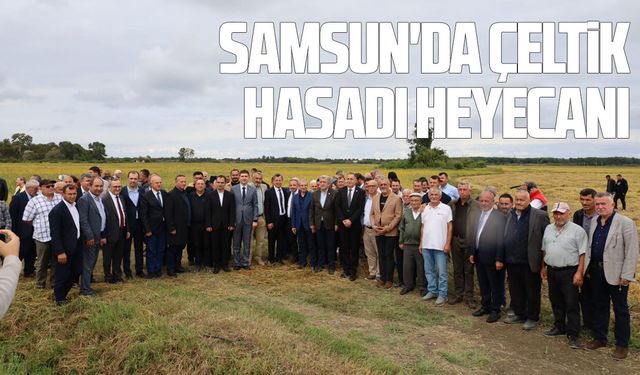 Samsun'da 2026 çeltik hasadı başladı