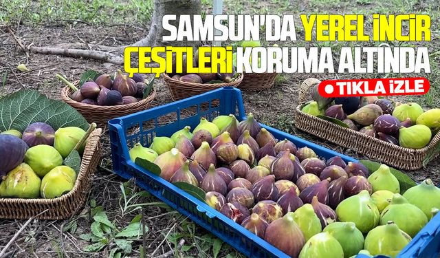 Samsun'da yerel incir çeşitleri koruma altında