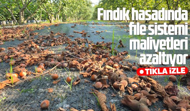 Fındık hasadında file sistemi maliyetleri azaltıyor