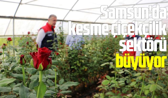 Samsun'da kesme çiçekçilik potansiyeli büyüyor
