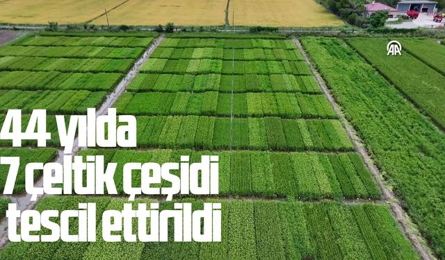 44 yılda 7 çeltik çeşidini tescil ettirildi