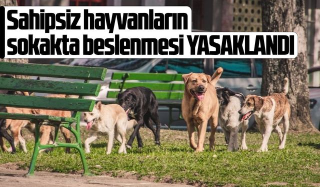 Sahipsiz hayvanların sokakta beslenmesi yasaklandı
