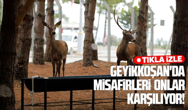 Alaçam'da Geyikkoşan'a yoğun ilgi