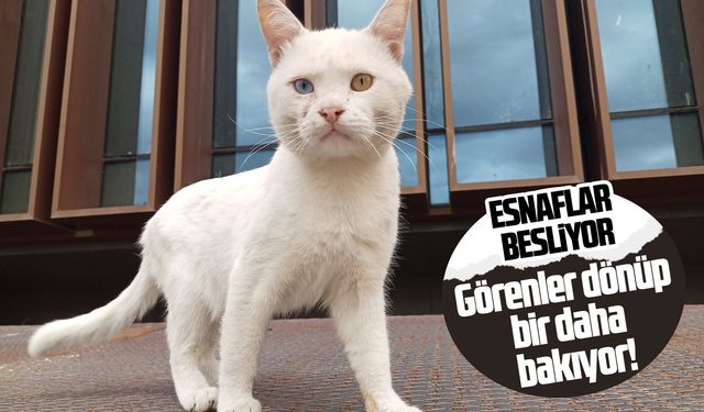 Bembeyaz kürkü ve gözleriyle Atakum sokaklarının neşesi