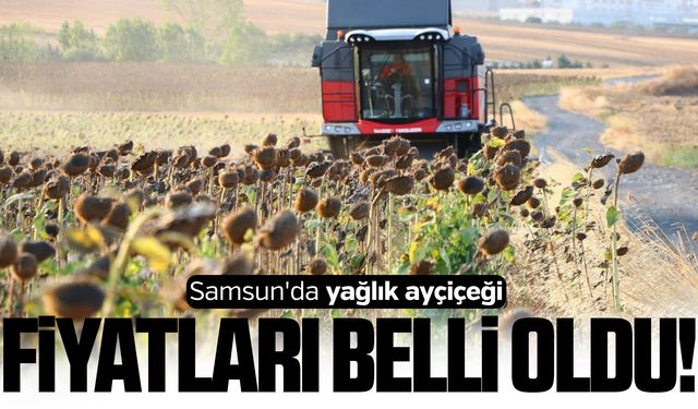 Samsun'da yağlık ayçiçeği fiyatları belli oldu!
