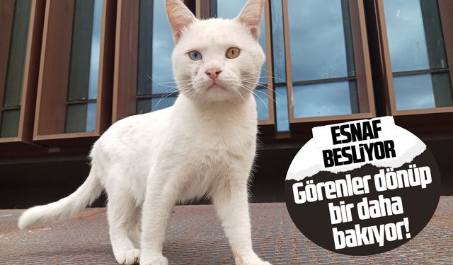 Bembeyaz kürkü ve gözleriyle Atakum sokaklarının neşesi