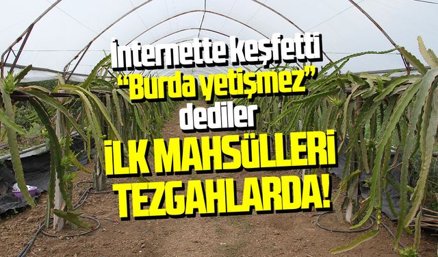 Çarşamba'da tropikal başarı: Hasat için gün sayıyor