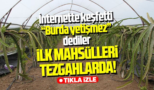 Çarşamba'da tropikal başarı: Hasada başladı