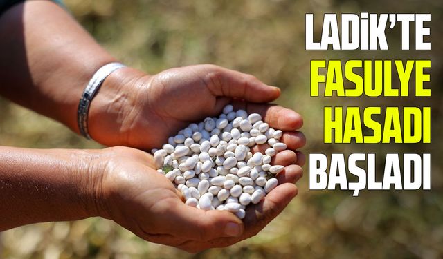 Samsun Ladik'te fasulye hasadı başladı