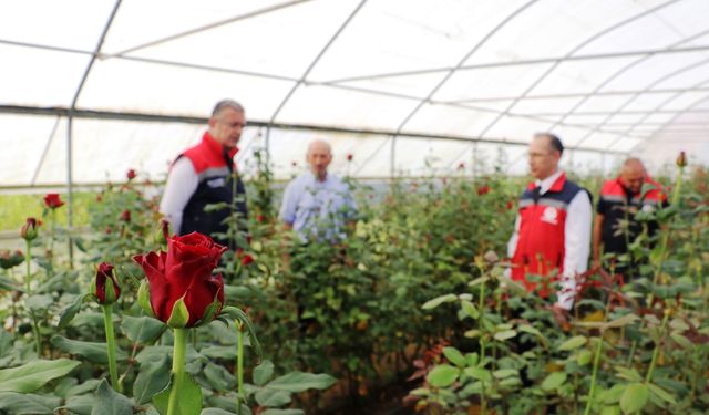 Samsun'da kesme çiçekçilik potansiyeli büyüyor
