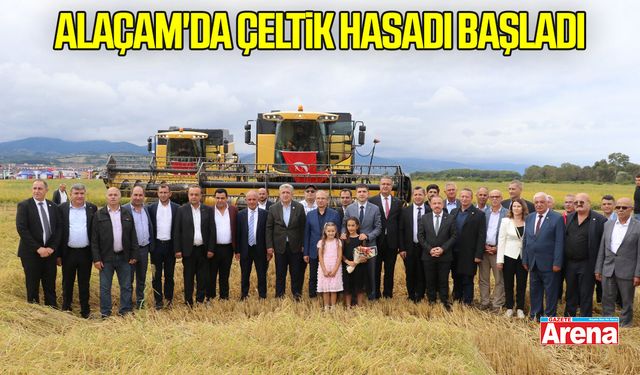 Samsun Alaçam'da çeltik hasadı başladı