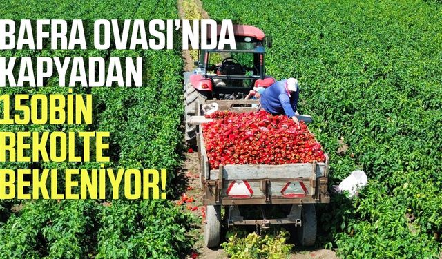 Bafra Ovası’nda bu yıl kapyadan 150 bin ton rekolte bekleniyor!