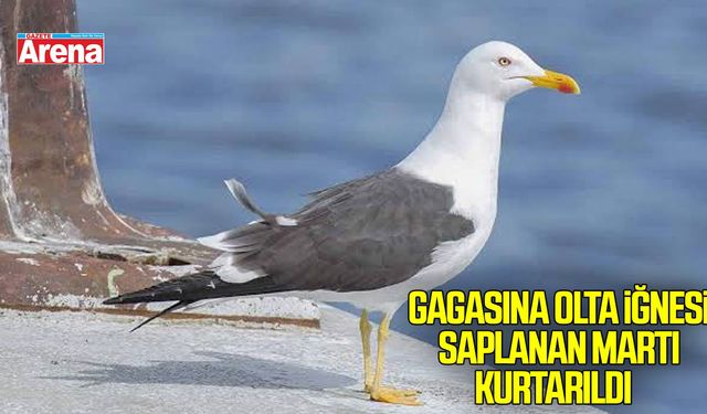 Samsun'da gagasına olta iğnesi saplanan martıyı okul görevlileri kurtardı