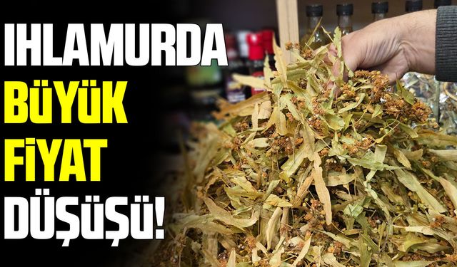 Samsun’da ıhlamur bolluğu fiyatları düşürdü