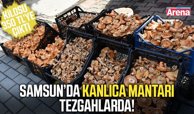 Samsun’da kanlıca mantarı tezgahlarda!