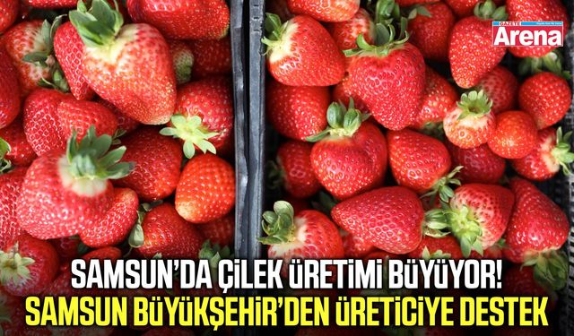 Samsun’da çilek bahçeleri hayatları değiştiriyor!