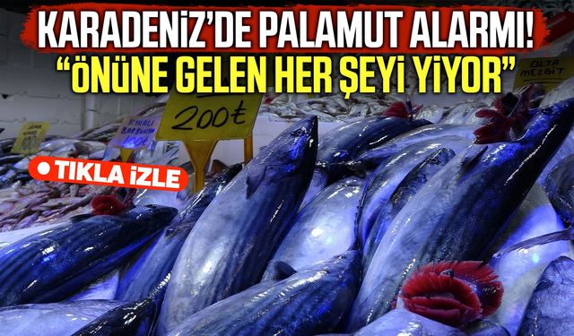 Karadeniz’de palamut alarmı: Önüne gelen her şeyi yiyor!