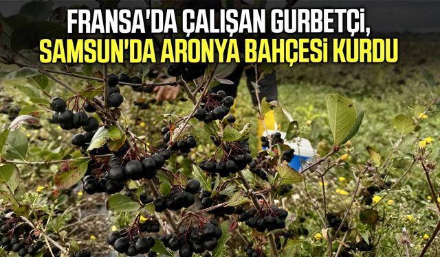 Fransa'da çalışan gurbetçi, Samsun'da aronya bahçesi kurdu