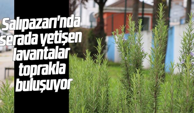 Salıpazarı'nda serada yetişen lavantalar toprakla buluşuyor