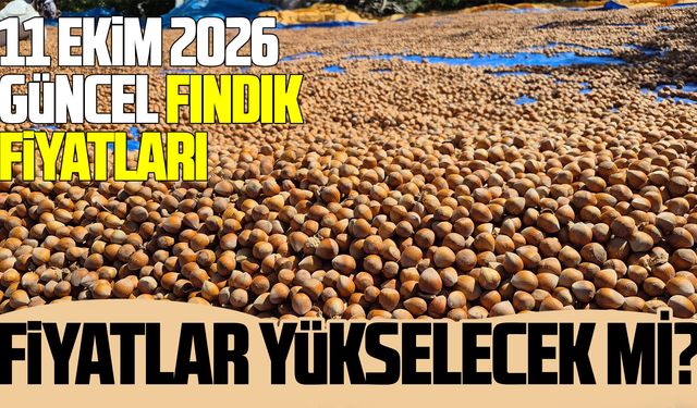 11 Ekim 2026 güncel fındık fiyatları