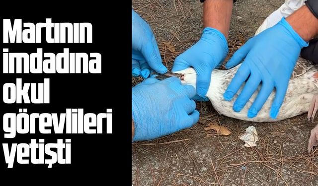 Samsun'da martının imdadına okul görevlileri yetişti