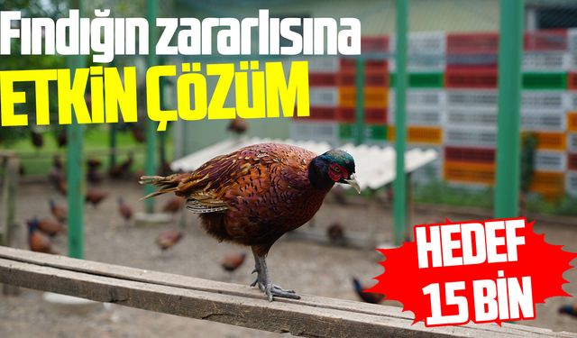 Samsun'da kahverengi kokarcaya karşı sülün operasyonu