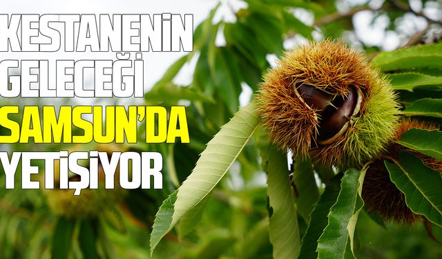 Kestanenin geleceği Samsun’da yetişiyor