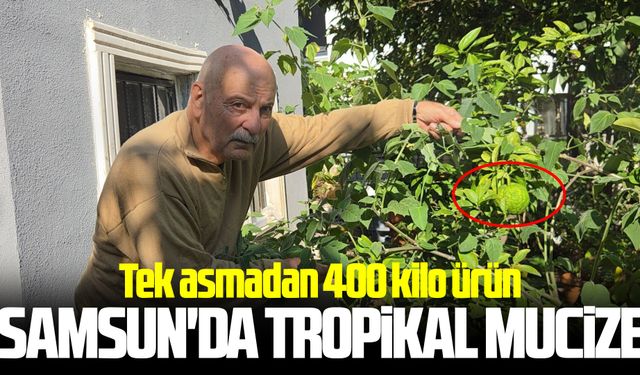 Samsunlu emekli öğretmen bahçesini ezoterik meyve ormanına çevirdi