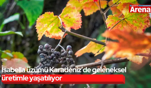 İsabella üzümü Karadeniz’de geleneksel üretimle yaşatılıyor