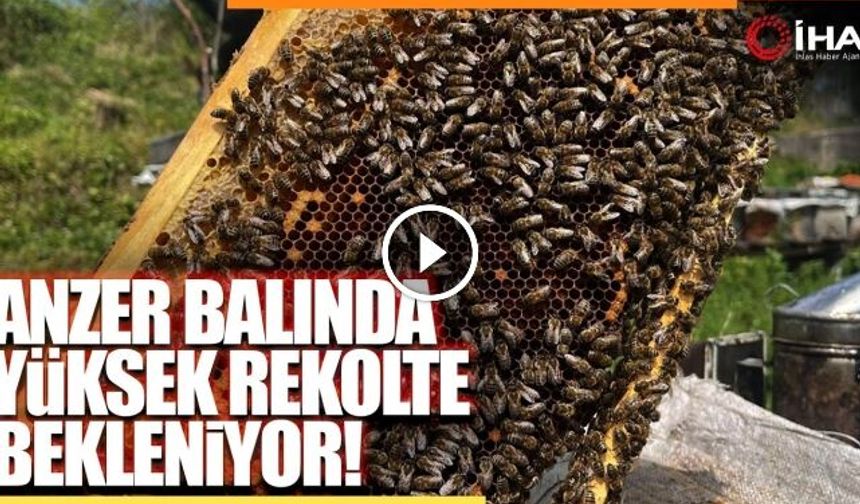 Anzer Balı Üretimi Yapan Arıcılar Yeni Sezondan Ümitli
