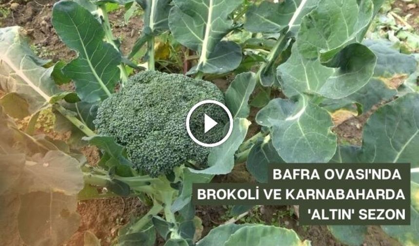 Bafra Ovasında brokoli ve karnabaharda altın sezon