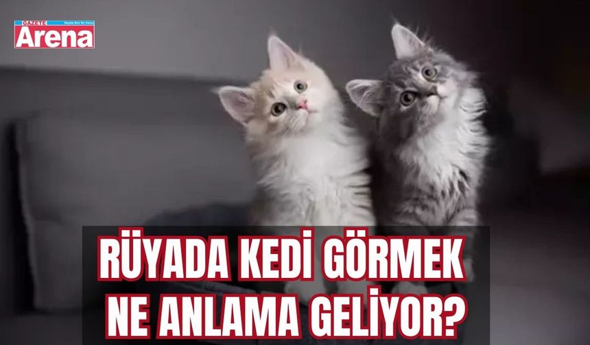 Rüyada Kedi görmek ne anlama geliyor?
