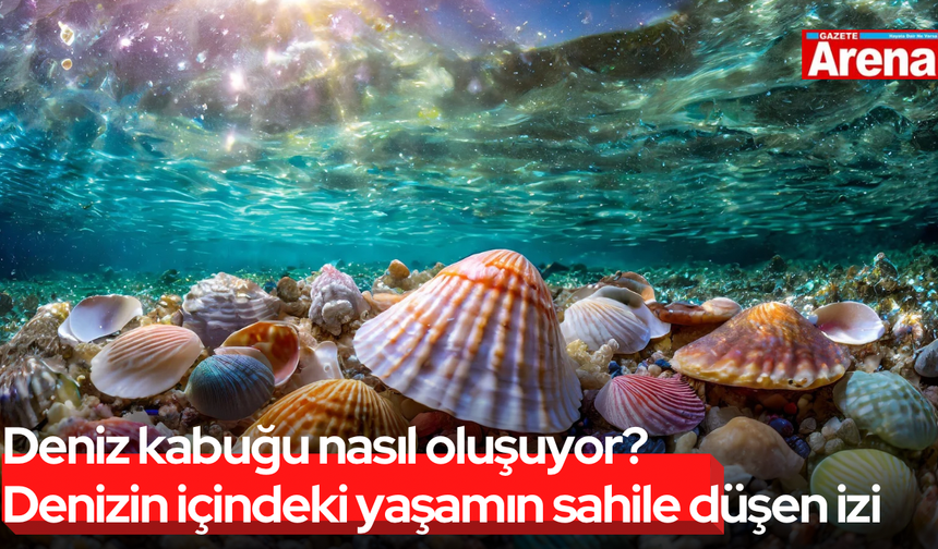 Deniz kabuğu nasıl oluşuyor? Denizin içinden sahile düşen iz