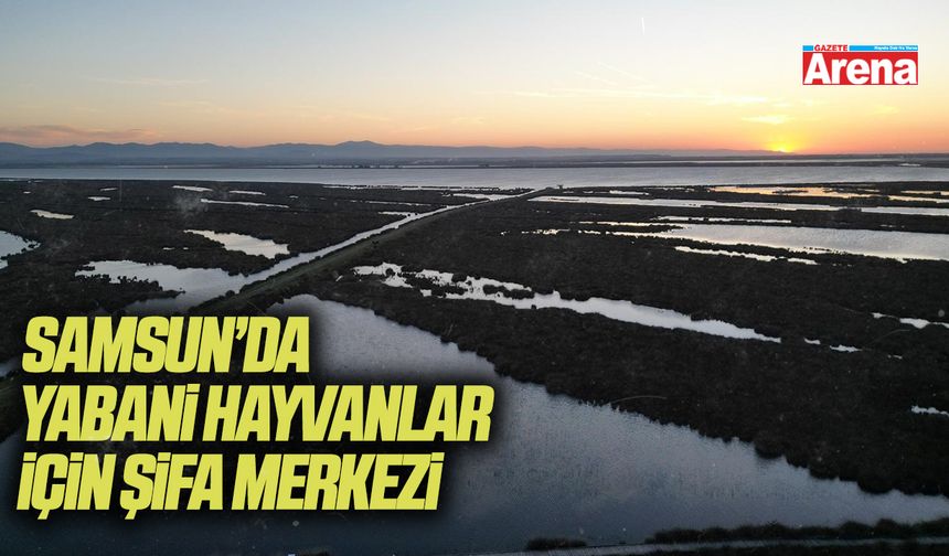 Samsun’da yabani hayvanlar için şifa merkezi - gazetearena.com