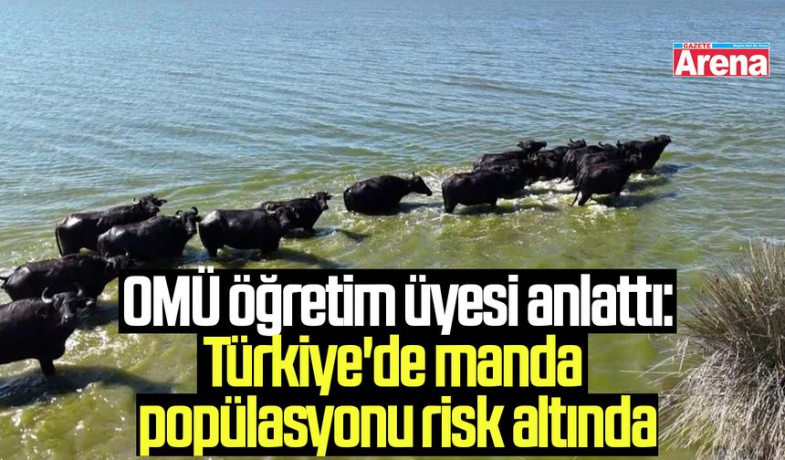 Türkiye'de manda popülasyonu risk altında - gazetearena.com