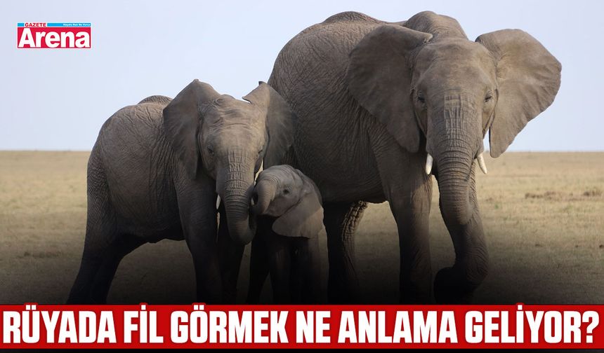 Rüyada fil görmek ne anlama geliyor?