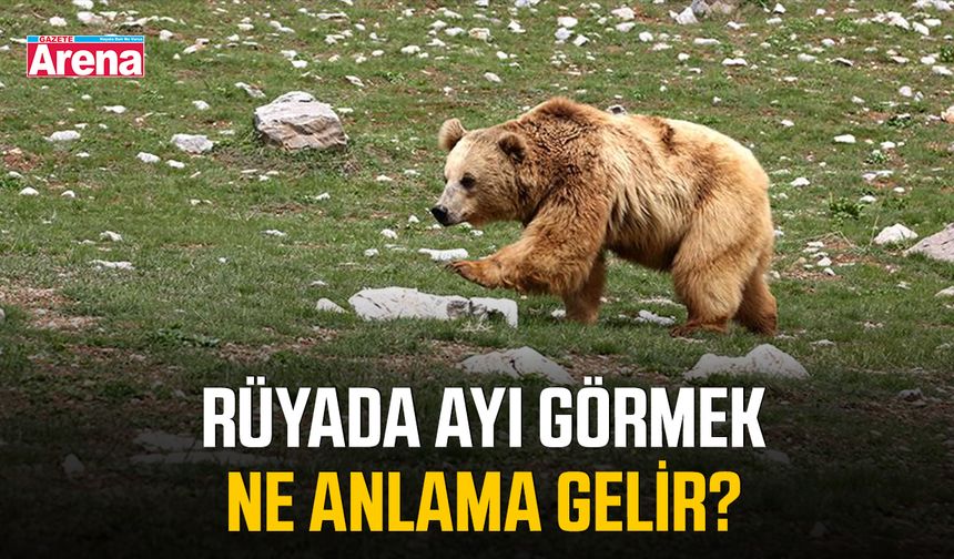 Rüyada ayı görmek ne anlama gelir?