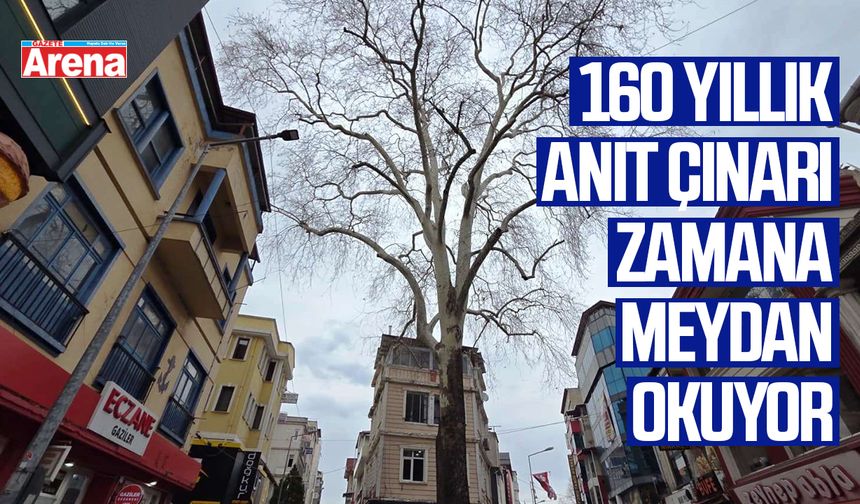 160 yıllık anıt çınarı zamana meydan okuyor