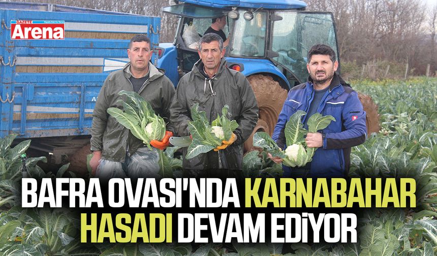 Bafra Ovası'nda karnabahar hasadı devam ediyor