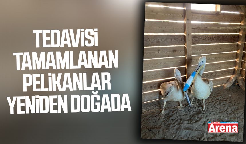 Tedavisi tamamlanan pelikanlar yeniden doğada