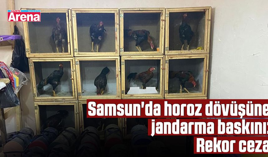 Samsun'da horoz dövüşüne jandarma baskını: Rekor ceza