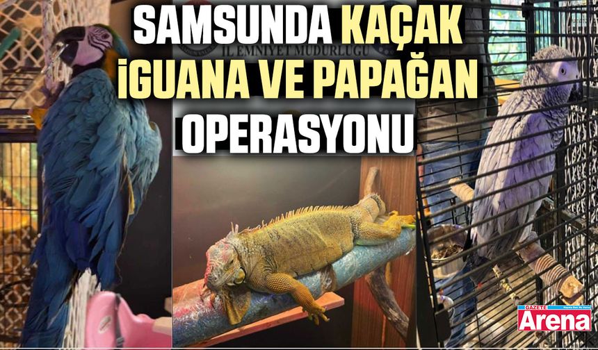 Samsunda kaçak iguana ve papağan operasyonu