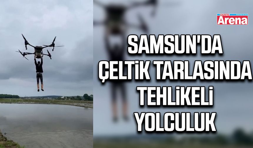 Samsun'da çeltik tarlasında tehlikeli yolculuk