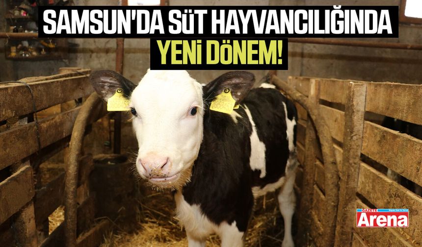 Samsun'da süt hayvancılığında yeni dönem!