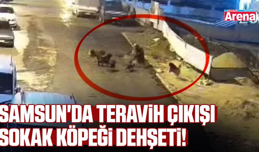 Samsun'da teravih çıkışı sokak köpeği dehşeti!