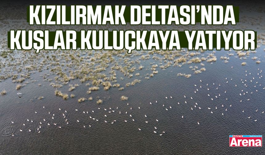 Kızılırmak Deltası’nda kuşlar kuluçkaya yatıyor