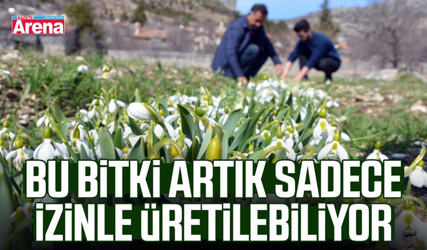 Bu bitki artık sadece izinle üretilebiliyor