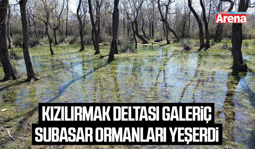 Kızılırmak Deltası Galeriç Subasar ormanları yeşerdi
